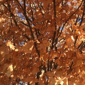 Meet your Posher, Elaine